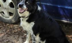 Boarder Collie mix with lots of energy and easy to train. Moving and can't take him with me. Single dog home with no children.