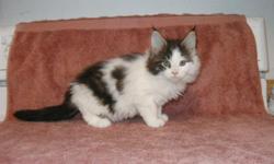 Maine Coon kittens available.&nbsp; Purebred, pedigreed kittens raised in my home.&nbsp; The parents are from show cat lines with International, National and Regional Award winners in the pedigree.&nbsp; I have both male and female kittens available with