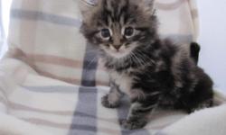 Beautiful CFA registered Maine Coon Kittens. Males and females available. Brown classic tabbies and brown ticked tabbies. Vet checked, first vaccines and dewormed. Will be ready April 15th.