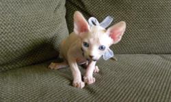Cream point/blue eyed male Sphynx born July 22, 2011,will be ready for his new home in early November. He is absolutely adorable. He is dually registered with CFA & TICA.
Before going to his new happy and forever home he will be examined by a veterinarian
