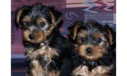 male & female Teacup Yorkie puppies here which i am giving out for adoption to any pet loving home/family, they are vet checked and have had all their shots which are up to date.these puppies are all home trained and have been raised in my home with my