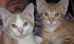 Male kittens 14 wks old, 8 wk shots, litter trained, very loving and playful. Orange tiger stripe, blonde and white tiger stripe. Will make good pets, love attention. Call if interested.