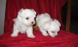Registered ice-white maltese puppies, well bred,with health certificates, happy,healthy home raised, should be about 5 lbs. when full grown. Email to tinytnpups@hotmail.com for more info.
