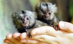 They are well home and potty trained marmosets and have been raised with nothing but love.they have a great temperament and are also very sociable,good with kids and other home pets.these babies will make a perfect addition to your home.they are current