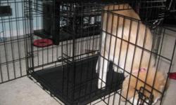 Top Paw Medium Sized Crate
Double Doors, black, with divider
Dimensions: 30"L x 19"W x 21"H
Cash only. Buyer pick up only.
Thank you.