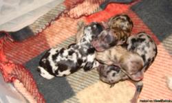 WE HAVE A LITTER BORN ON 2/13/11. THERE ARE THREE BOYS AND ONE FEMALE.. THE FEMALE IS ALREADY SPOKEN FOR.. WE WILL ACCEPT DEPOSITS TO HOLD UNTIL THEY ARE READY AT 8 WKS OF AGE. ALL OUR PUPS COME WITH A HEALTH CERT, I YR GARANTEE AND REGESTRATION PAPERS.