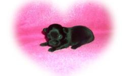 Adorable Micro and Teacup Chorkie Puppies.&nbsp; Puppies are charting to be 2-3 lbs full grown.&nbsp; Mom is a purebred Chihuahua and Dad is a purebred Yorkie.&nbsp; Very sweet and playful,these babies are raised in my living room, spoiled and