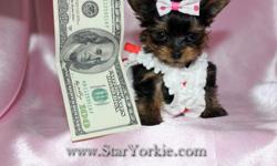 &nbsp;
&nbsp;
Congratulations ? you have found the best place in the country to get your new teacup puppy.
The Star Yorkie Kennel brings you the best selection of teacup puppies and assures you will be happy with your new baby.
Good families only! Please