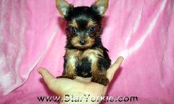 Gina & Ben
Star Yorkie Kennel ? Home of Teacup Puppies!
818-757-7473
310-920-0496
puppies@staryorkie.com
www.staryorkie.com
Wow!!! These puppies are unbelievably small and ssssoooo cute. They are 10 weeks old and weigh only 22oz! Can you imagine? They