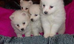Mini American Eskimo Puppies 6 weeks old ready to find their new mommy's and daddy's
they are the perfect dog for a apartment they luv children and make the best family dogs
for more info please call 512-638-6064 or 512-200-5201
Thank You and GOD