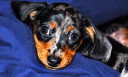 Beautiful female mini-dachshund. Kara is 9.5 weeks old and ready for her forever home. Her father is an AKC registered mini black and tan and her mother is a mini black and tan dapple (aka silver dapple). Kara was born Sept 22 and has been raised in our
