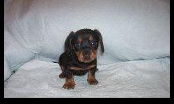 2 Female black/tan short hair pups come with warranty,shots and vet checked. www.Iapups4u.com for pictures and other information.
Call: 641-844-8855