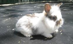 i have a mini lop / lion head bunny for sale . she is a very nice pet . her color is agouti and white if you have any questions or want to come see her please call , text or email .
to see pictures visit our web site www.rabbitbiz.net
Email -