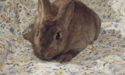 I have a male mini rex bunny thats 8 wks. old.