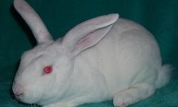 White Mini Rex buck for sale to good home! $15, non-pedigreed?, very healthy & sweet.
If interested please email me or call (337) 363-4032 & ask for Lisa. If no answer please leave a message.
Fo?r more pics & info, check out our website...