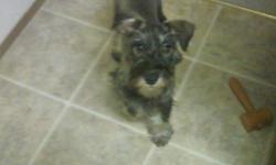 Male mini Schnauzer, great dog, loves children and plays well with other dogs, needs a committed and attentive home. Will be 12-13 pounds.