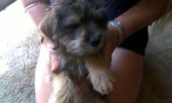 True mini schnoodles for sale they are small lovin dogs we have 1 white one 2 black one and 3 multi colors. please contact us at 231-745-2621.