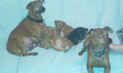 Pure blooded Min Pin puppies, parents are&nbsp;on site. Puppies, 3 males & 1 female, were&nbsp;born 7 Sept 2014 and&nbsp;are hand raised in our home. Call for more information or&nbsp;to make appointment to see puppies.