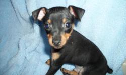 Purebred CKC registered males and females available, black and tan miniature pinscher puppies. Born 8/14. They have first shots and wormings, tail and dewclaws done. Will be small around 6 pounds as adults. This breed make perfect indoor companions and