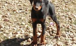 Doberman Puppies.
12 weeks old.
They are dewormed and have their shots.
Tails are docked.
&nbsp;AKC.
$450
(210) 876-5815. derick.njie100***gmail***com