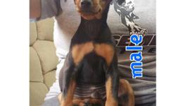 1 miniature &nbsp;pincher full breeds, 2 1/2 months he eat on their on beautiful &nbsp;and very &nbsp;playful.
1 Male