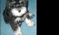 SCHNAUZER HOLLYWOOD ("We put Schnauzers in the spotlight")
presents an AKC (Smallest of the 12" - 14" at the withers AKC acknowledges for Miniature Schnauzer) Female. Over 70 Champions in bloodline, beautiful - healthy, Dark Salt & Pepper, Tail docked,