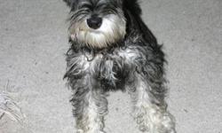 SCHNAUZER HOLLYWOOD presents the best female Miniature Schnauzer available for sale in the Toledo and surrounding area. With over 70 Champions in pedigree, Parents (and sibblings) on sight, excellent pet (real head turner) and for excellent breeding