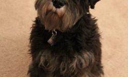 A 1 yr old female B/W miniature schnauzer for sale! She is up to date on all shots and Heartguard medications. She is energetic and loves to play fetch. She is spayed. Our family would love to keep her, but with our newborn son, we feel it's best she