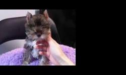 Miniature Schnauzer Puppies For Sale
Westchester Puppies specializes in the sale of healthy puppies and kittens from certified breeders, with whom we have enjoyed long-standing relationships. Our puppies are home-raised and responsibly bred for