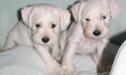 Beautiful miniature schnauzers puppies, two available, white 7 weeks old. pure bred, tail docked, started potty train. call 512 945 3332
