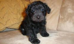 Miniature schnoodle for sale! Mother is a miniature schnauzer with champion bloodlines and will be AKC registered this year. Dad is a miniature poodle with several generations of purebred mini poodle in his family. Both parents are around 10 lbs. The