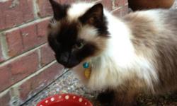 Missing - &nbsp;Female Long haired chocolate point Siamese Cat with blue eyes.&nbsp; Aproximately 12 years old and has been missing since 9/26/12.&nbsp; She is highly allergic to fleas and needs her flea medicine.&nbsp; She will begin to lose her hair at
