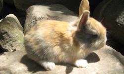 Mixed bunnies for sale , Males and females , Very Nice DO NOT bite . they are 8 weeks old .
Call or Text
716-771-4814
