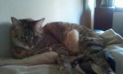 Free to good adult home a five year old female tabby has been spayed. Need a home as soon as possible. 479-285-0540