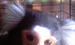 Male marmoset monkey for sale he is two years old freindly and his name is ricky he is a common marmoset and a proven breeder (my female is due in dec-jan) I do not travel so dont bother asking if I will