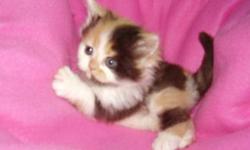 Looking for a calico kitten for christmas