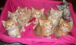 We have 2 litters of purebred maine coon kittens on the way. We are expecting silvers, browns, reds, and creams. All can be with or without white. And we will have a variety of mackerls and classic patterns. These guys go fast so don't hesitate now to get