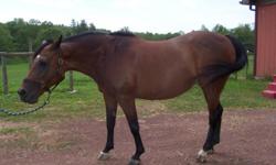 This 18 y.o. mare is approximately 14-3 hands, with plenty of life. She rides English or western. Was previously used as an endurance horse so is very trail savvy. Easy to ride, but not for a timid or real beginner rider. Healthy, sound, great feet -- no