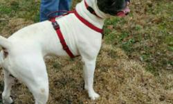 Nkc American Bulldog beautiful white male, with black heart on side of face. Champion bloodline, very athletic muscled with perfect confirmation. Dominant male . Excellent, gentle breeder. Produced 2 litters of gorgeous pups, with his dominant markings.