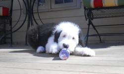I have 2 Beautiful Old English Sheepdog pups,both males,&nbsp;born 11/25/2013 shots and &nbsp;deworming current.&nbsp;$650 limited/pet AKC&nbsp; or full AKC&nbsp;available for additional fee.&nbsp;parents have great dispositions. prefer pickup but