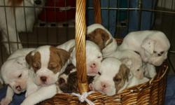 IOEBA Generational/Registered Olde English Bulldogge puppies/Selected Breeding/Litter of 8 only 4 left/12 Weeks/$1,000/HURRY/call 254-760-2989.