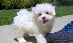 Well trained Maltese Puppies for adoption. If you or your family have been looking for a Maltese then this is the opportunity of getting one. We have available a female. They are vet checked and shall be coming along with all her health documents. Text