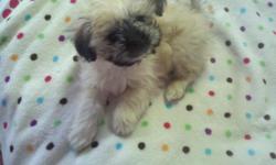 Female 11 weeks old utd on shots and de wormings, along with sentinal. She is a pekingese maltese cross. Great with children.