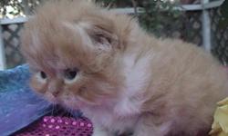 Himalayan and Persian CFA Sweet and Fluffy kittens. All colors including Chocolates and Lilacs. All babies are home raised in a very clean environment, kittens will have all shots up to date and a Health Certificate for each kitten provided by a license