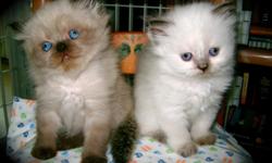 Persian and Himalayan Kittens, various colors and ages to choose from.
Pet, Show or Breeder Quality.
References available.
Visit my website at www.phkittens.com
and fill out the online application for more information.