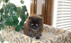 I have beautiful persian kittens looking for a wonderful, loving new home. I raise them cage free. when you come over to look at my kittens KitKat( persian ) will greet you at the front door. My cats and Kittens are very social-able. They are CFA reg.