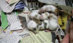 broken marked and pied mice for sale in Lakebay, wa. no shipping.&nbsp;