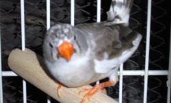 Hello! i must re-home my gray and white pied, female zebra finch. She is between 7-9 months old. $10 for her alone or $15 for her, a small starter cage (perfect condition), and some food & millet. Thanks!