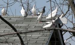 Many Pigeons to choose from-Beautiful whites, mixed
Call after 6PM- 210-828-9441