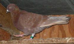 I have some young Birmingham Roller pigeons for sale - $6.00 per bird.
Please call (337) 363-4032 & ask for Ricky. If no answer please leave a message.
For more photos please visit our website.. http://backyardbunniesrabbitry.webs.com/pigeons.htm